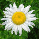 Ox-eye Daisy