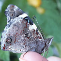 Yellow Admiral