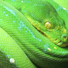 Green Tree Python