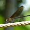 Damselfly 