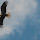 Wildlife of the Chesapeake Bay Tributaries 