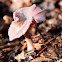 Amethyst Deceiver