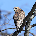 Red-shouldered Hawk