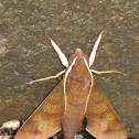 Moth in Atherton Tablelands, Cairns