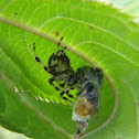 European garden spider with prey