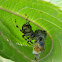 European garden spider with prey