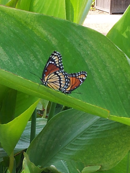 Spotting Image 1
