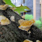 Polypore Mushroom