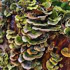 Trametes versicolor