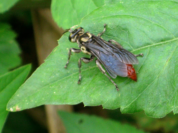 Spotting Image 1