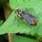 Mole Cricket Hunter