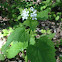 Garlic Mustard