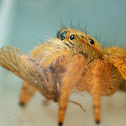 Jumping Spider