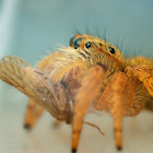 Jumping Spider