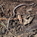 Rough Earth Snake