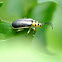 Groundselbush Beetle