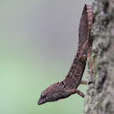 Brown Anole