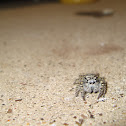Spotted Jumping Spider