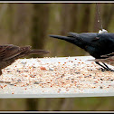 House Finch and Brown-headed Cow Birds