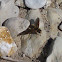 Bee Fly
