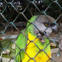 Parakeet