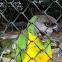 Parakeet