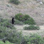 American Black Bear