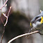 Yellow Rumped Warbler
