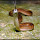 Tennessee Snakes, Lizards and Turtles