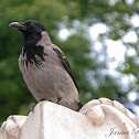 Hooded Crow