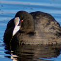 Coot