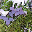 Hepatica