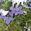 Hepatica