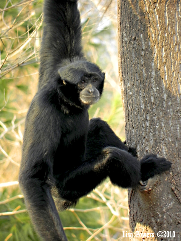 Siamang - Nashville Zoo