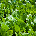 Lechuga