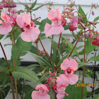 Hymalayan balsam