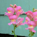 Snapdragons