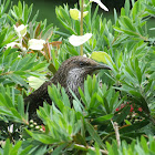 Little Wattle Bird