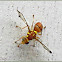 Melon Fruit Fly