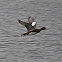 Eurasian wigeon