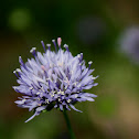 Field Scabious