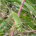 uncertain bug