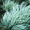Snakelocks anemone