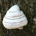 Tinder Polypore
