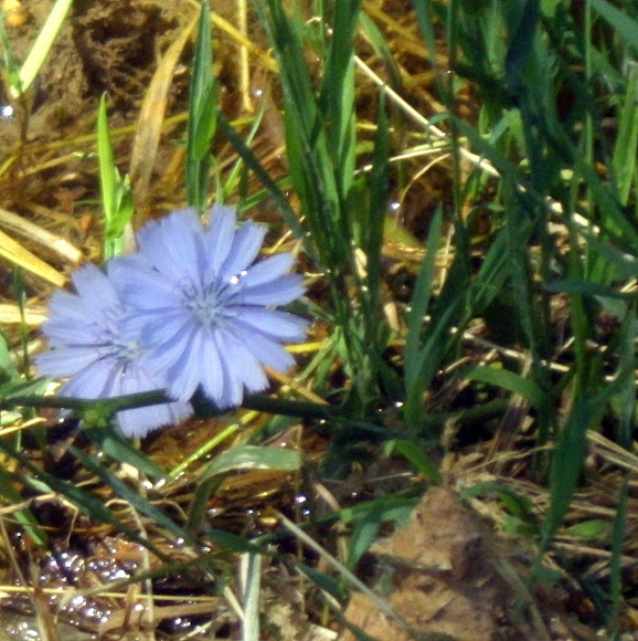 Spotting Image 1