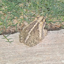 Gulf Coast Toad