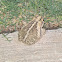 Gulf Coast Toad