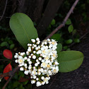 Hawthorne