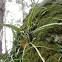 Walking Fern