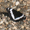White Admiral Butterfly
